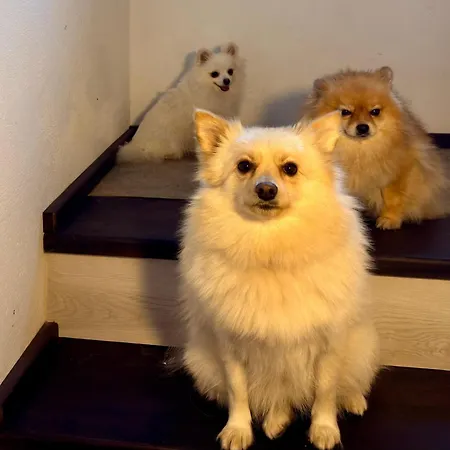 فندق Arthotel Oscar I *